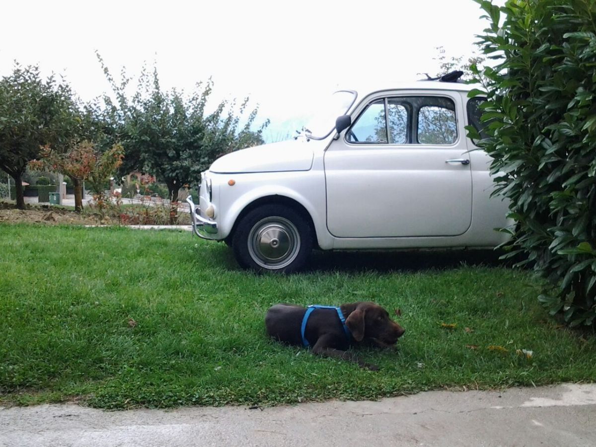 FIAT 500 1971
